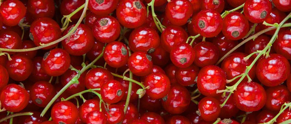 Alnatura Saisonkalender: Johannisbeeren