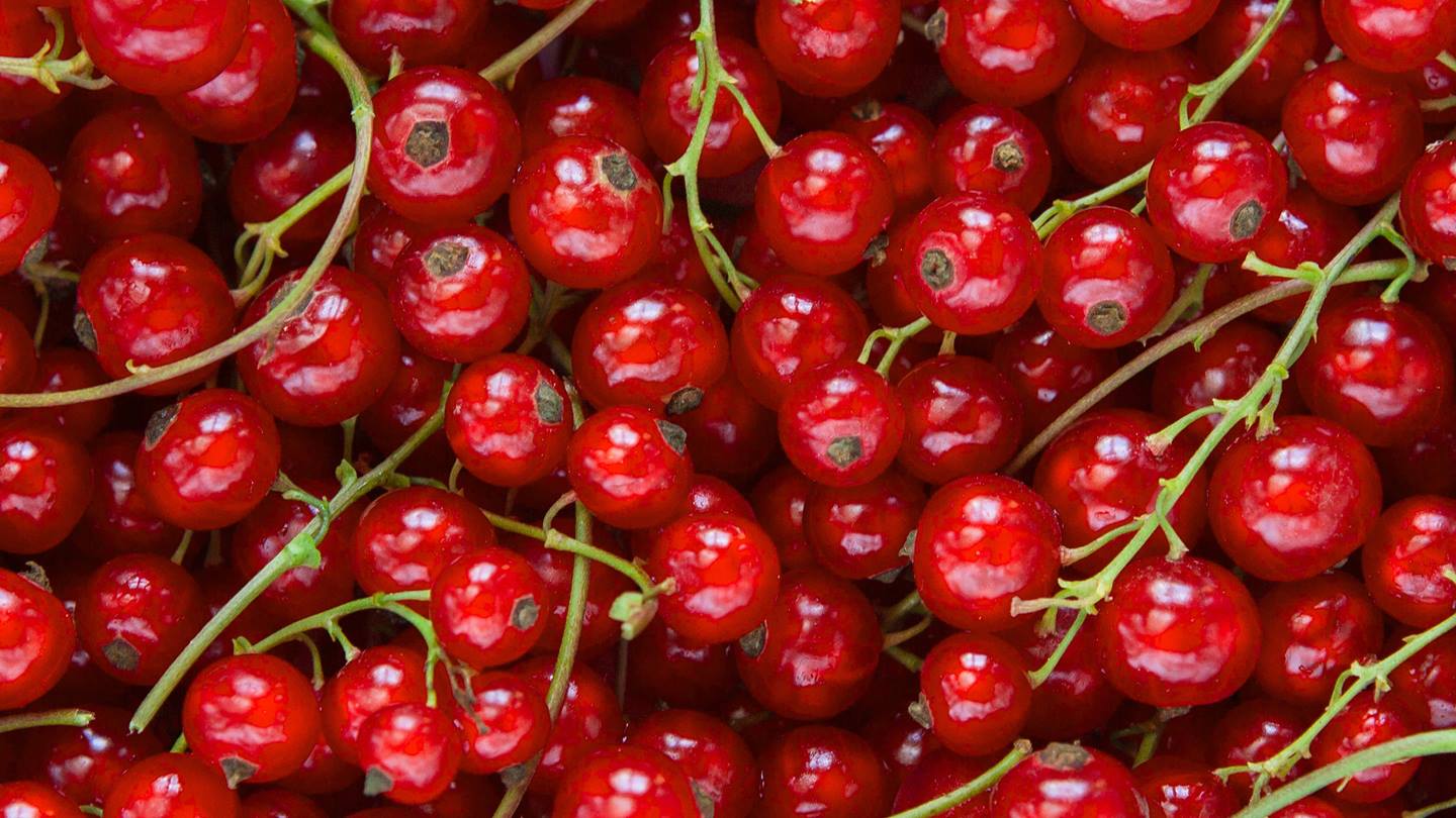 Alnatura Saisonkalender: Johannisbeeren