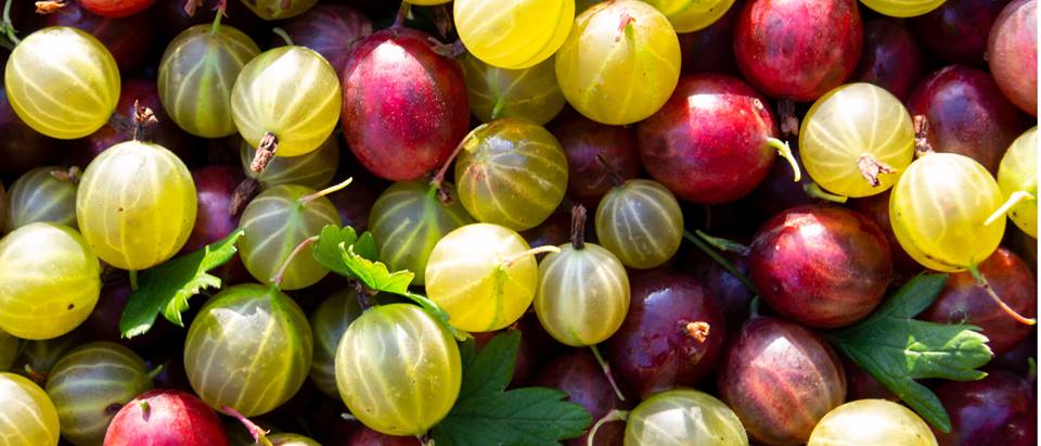 Alnatura Saisonkalender: Stachelbeeren