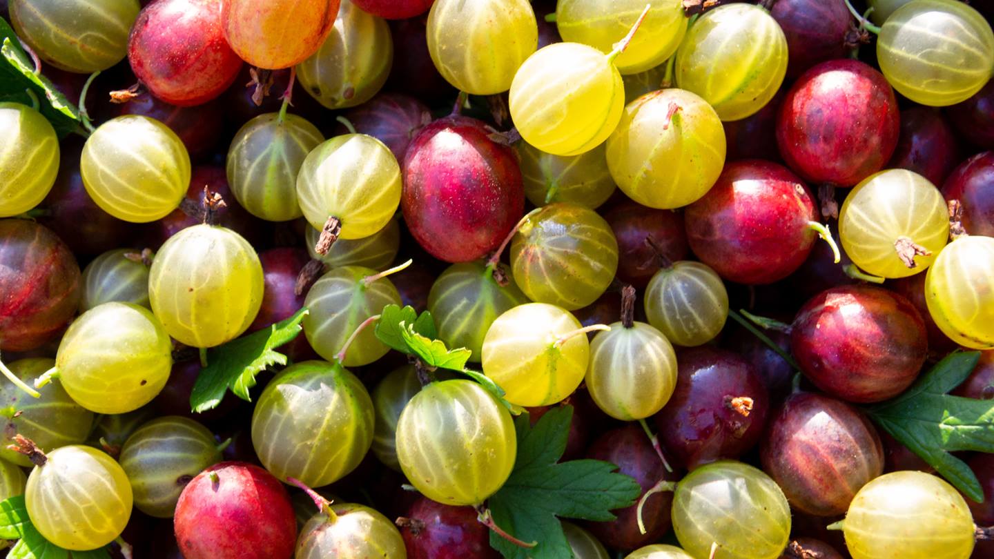 Alnatura Saisonkalender: Stachelbeeren