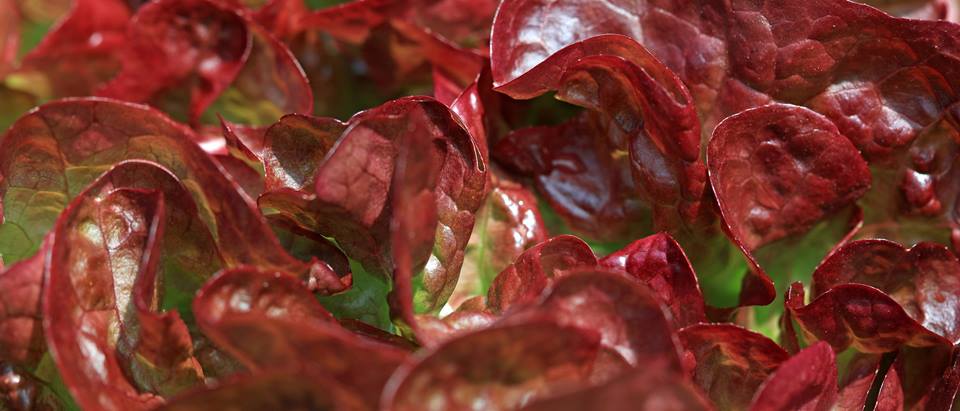 Alnatura Saisonkalender: Eichblattsalat