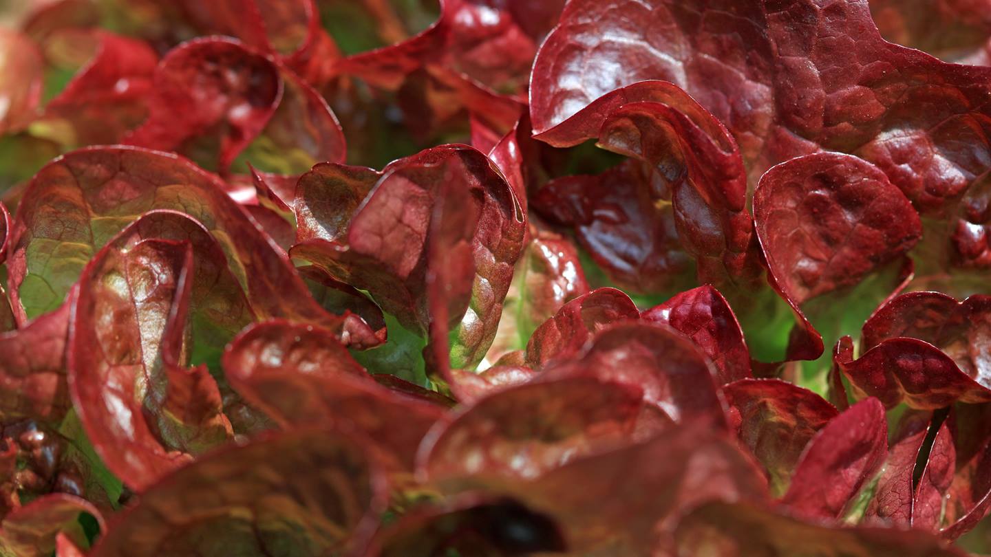 Alnatura Saisonkalender: Eichblattsalat