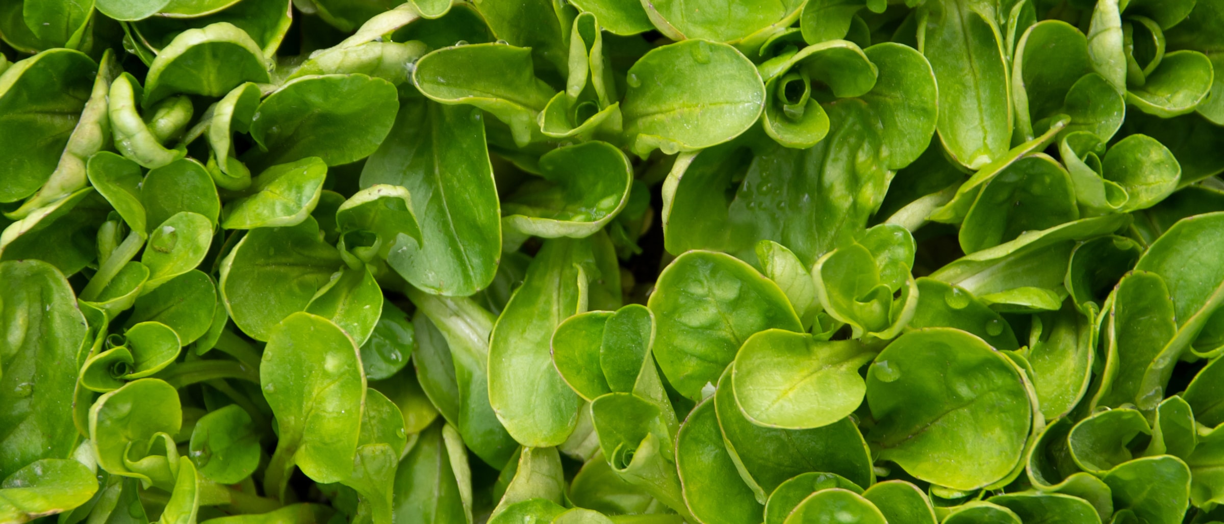 Feldsalat- / Rapunzel-Saison: Wann ist Feldsalat / Rapunzel Zeit ...