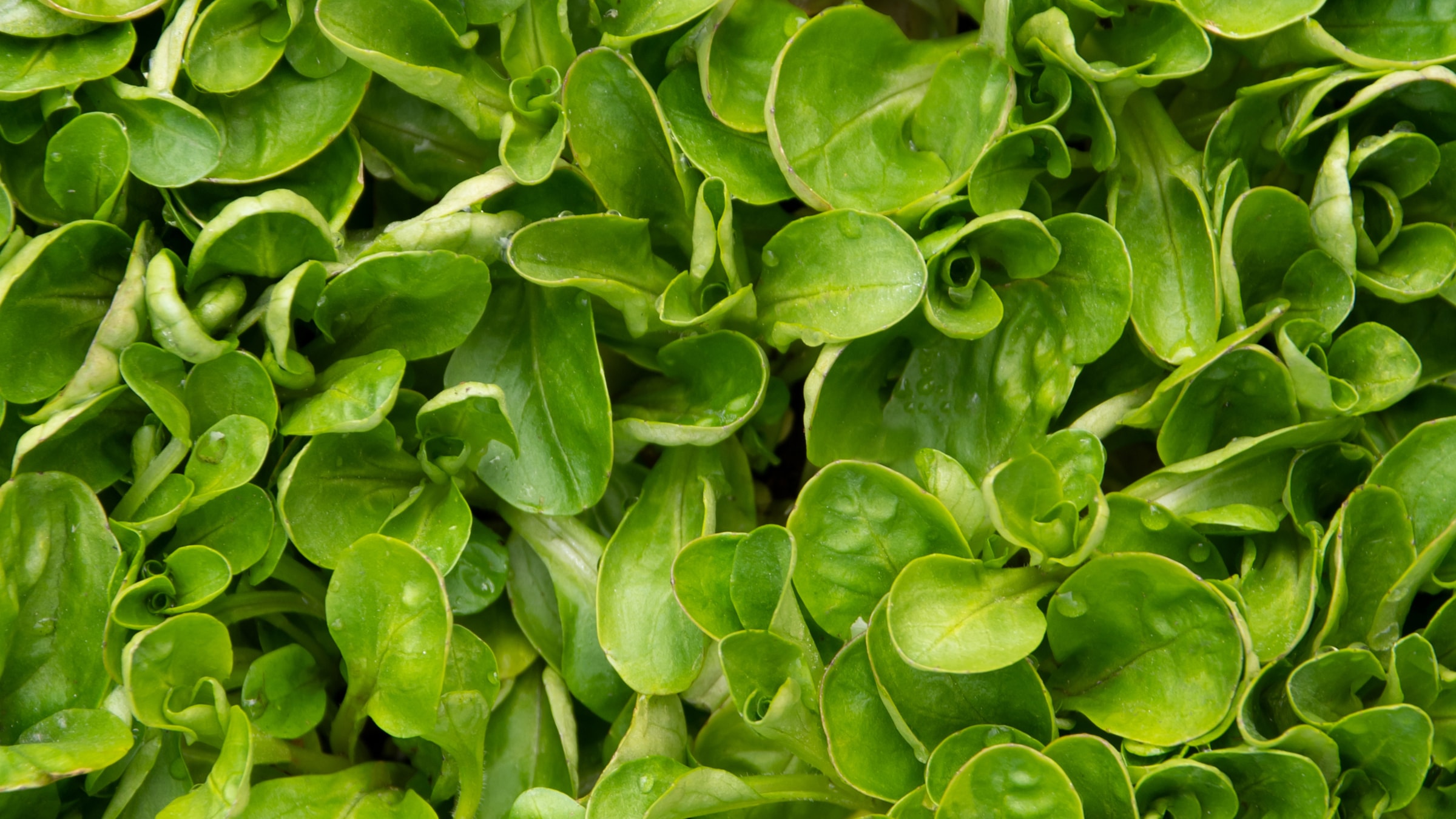 Feldsalat- / Rapunzel-Saison: Wann ist Feldsalat / Rapunzel Zeit ...
