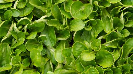Alnatura Saisonkalender: Feldsalat
