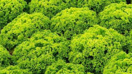 Alnatura Saisonkalender: Lollo Bionda Salat