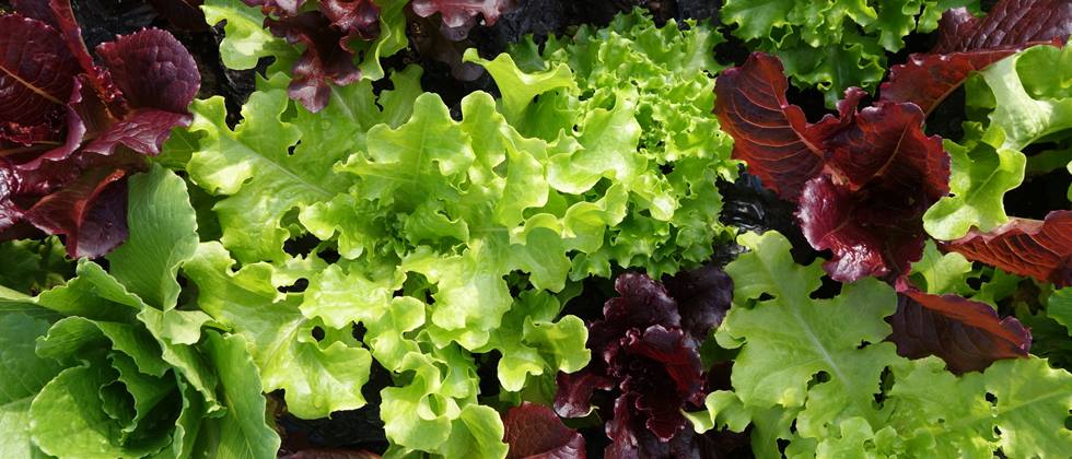 Salat richtig aufbewahren: Das richtige Lagern & seine Haltbarkeit