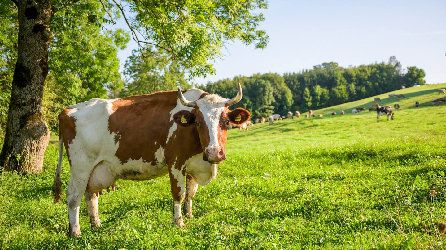Kuh mit Hörnern im Bildvordergrund auf einer weitläufigen, grünen Weide. Im Hintergrund sind deutlich kleiner viele weitere Kühe zu sehen.