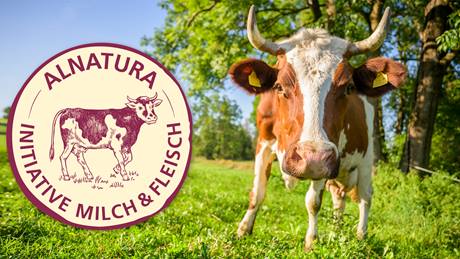 Alnatura Initiative Milch&Fleisch - Kuh steht auf einer grünen Wiese unter Bäumen und schaut in die Kamera