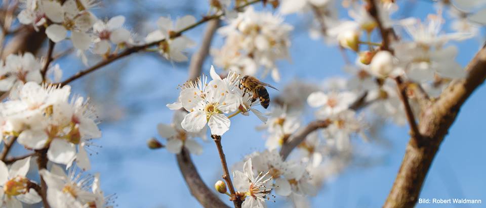 Eine Biene fliegt an eine Blüte