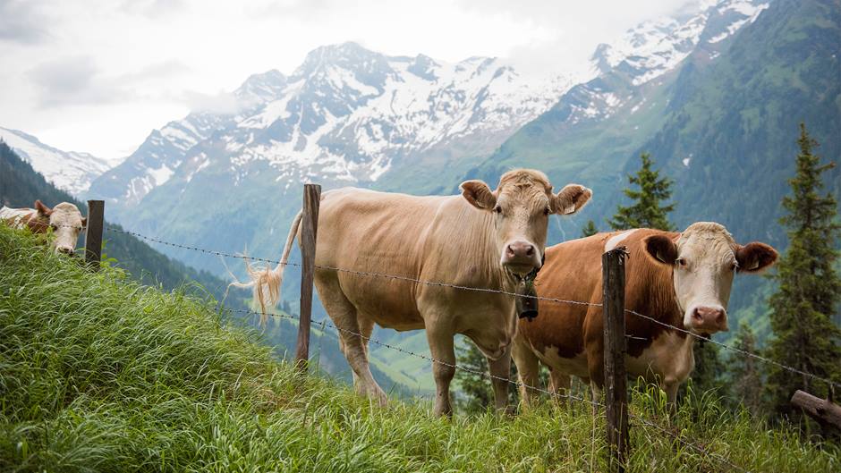 Alnatura Bergbauern-Produkte: Kühe auf Bergwiese