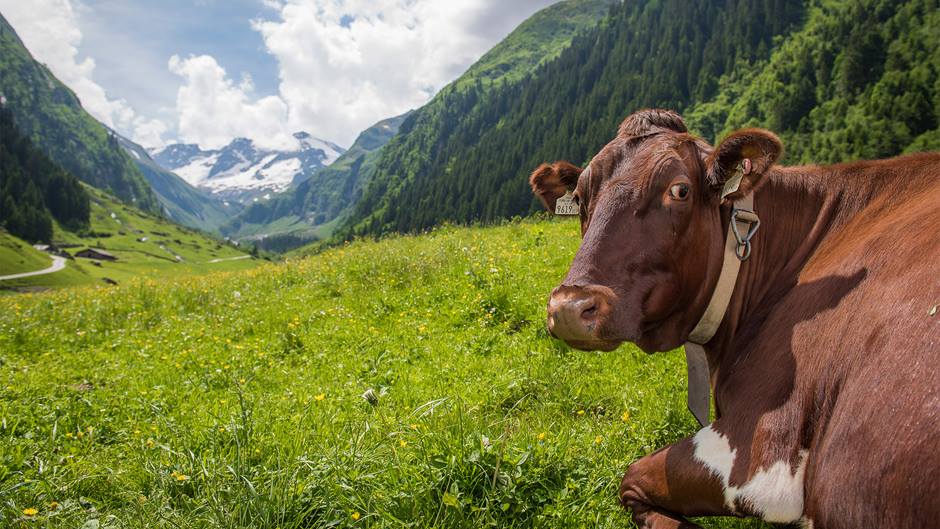 Alnatura Bergbauern-Produkte: Liegende Kuh auf Bergwiese