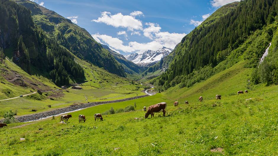 Alnatura Bergbauern-Produkte: Kühe auf Bergwiese