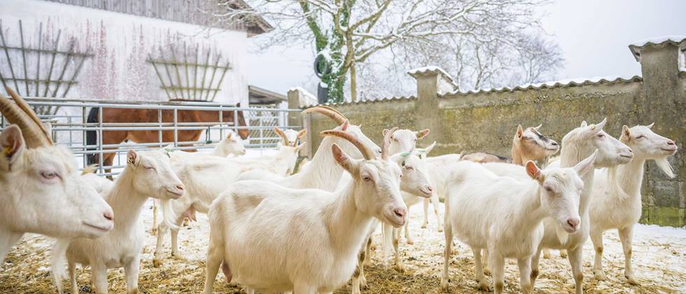 Alnatura Magazin Kein Grund zum Meckern