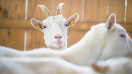 Alnatura Magazin Kein Grund zum Meckern