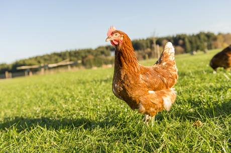 Huhn mit braunem Gefieder steht auf einer grünen Wiese vor unscharfem Waldhintergrund.