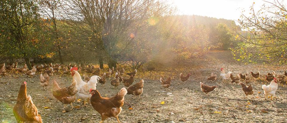 Hühner auf einem Bio-Hof