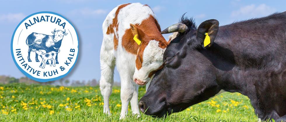 Kuh mit Kalb und Logo der Alnatura Initiative Kuh & Kalb