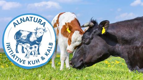 Kuh mit Kalb und Logo der Alnatura Initiative Kuh & Kalb