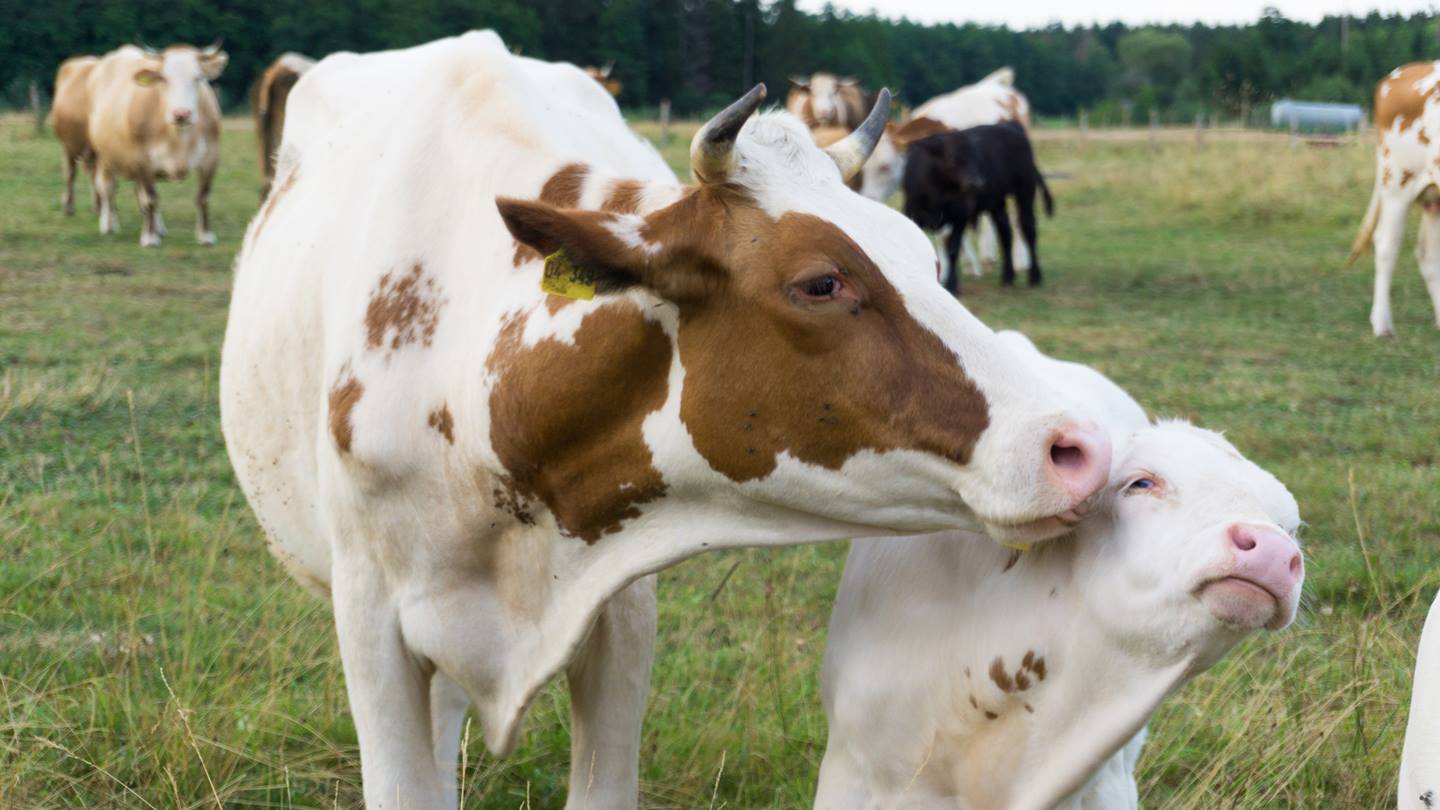 Kuh mit ihrem Kalb