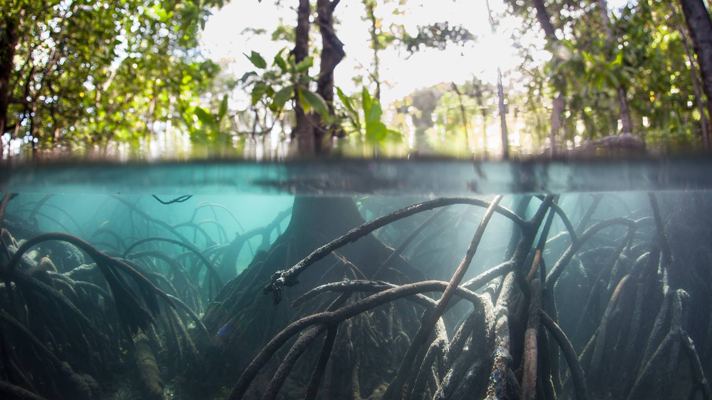 Mangroven Biotop