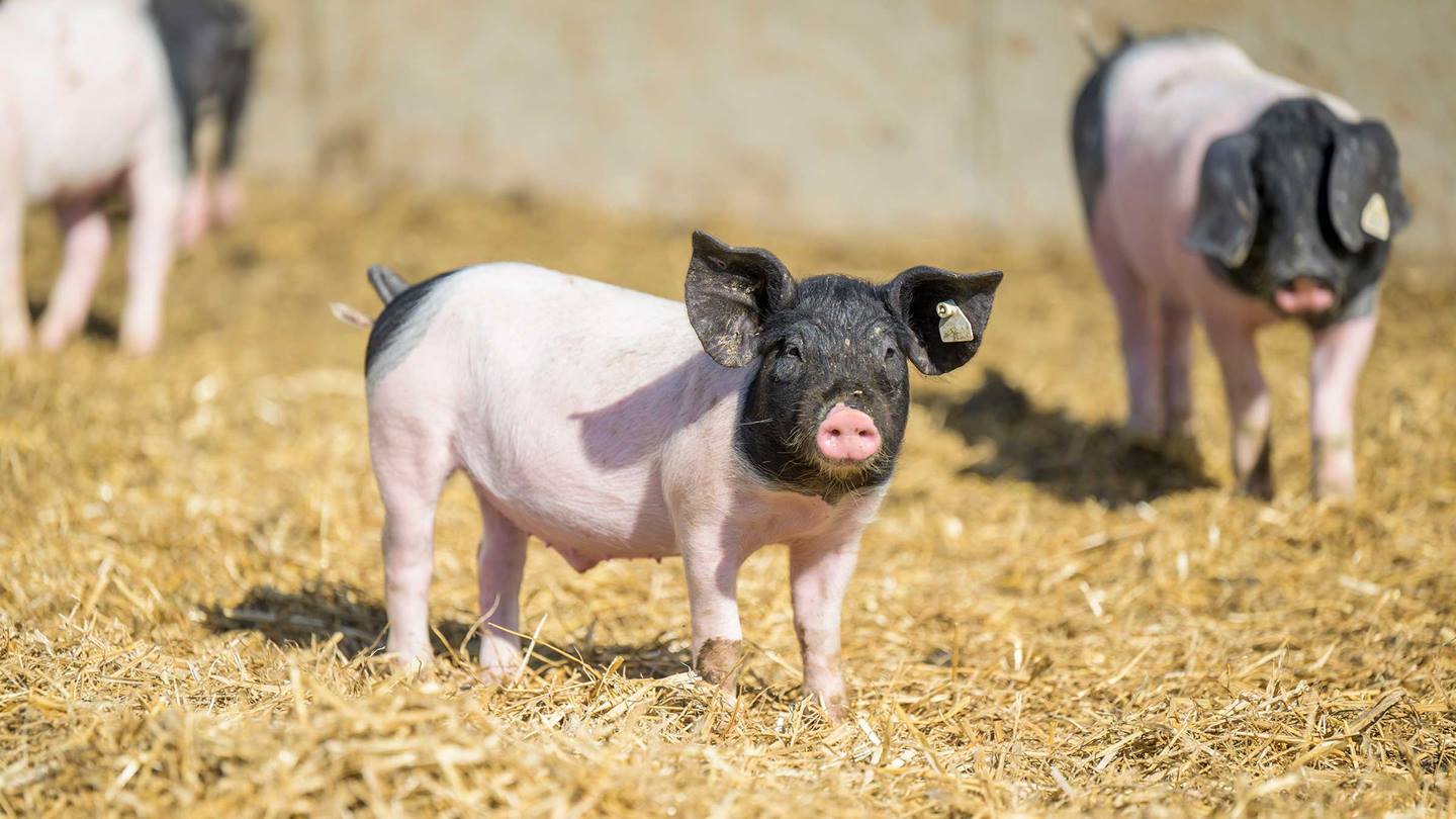 Ferkel im Stroh
