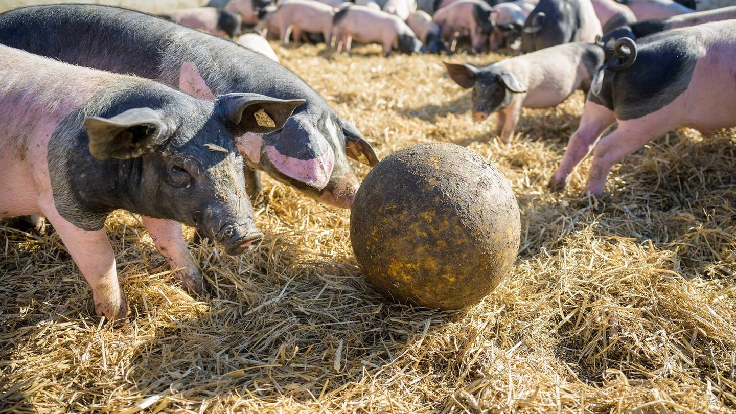 Schweine spielen Ball