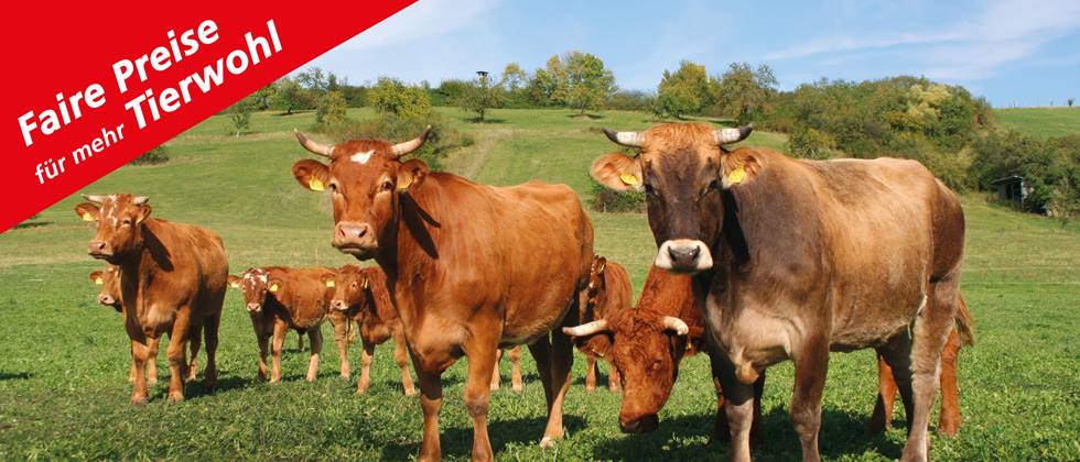 Bild von Rindern mit der Roten Ecke der Alnatura Initiative "Faire Preise für mehr Tierwohl"