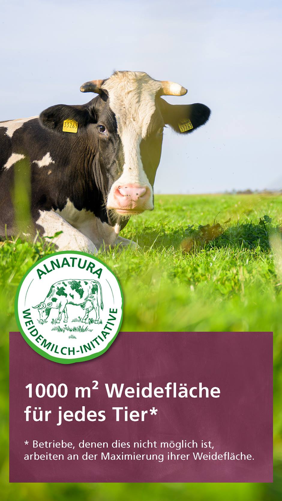 Kuh auf der Weide. Davor Textafel: 1000 Quadratmeter Weidefläche für jedes Tier und Siegel der Alnatura Weidemilch-Initiative
