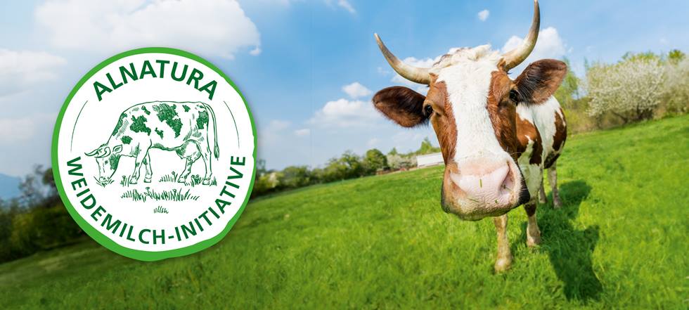 Weitwinkelaufnahme einer Kuh auf der Weide. Davor Siegel der "Alnatura Weidemilch-Initiative".