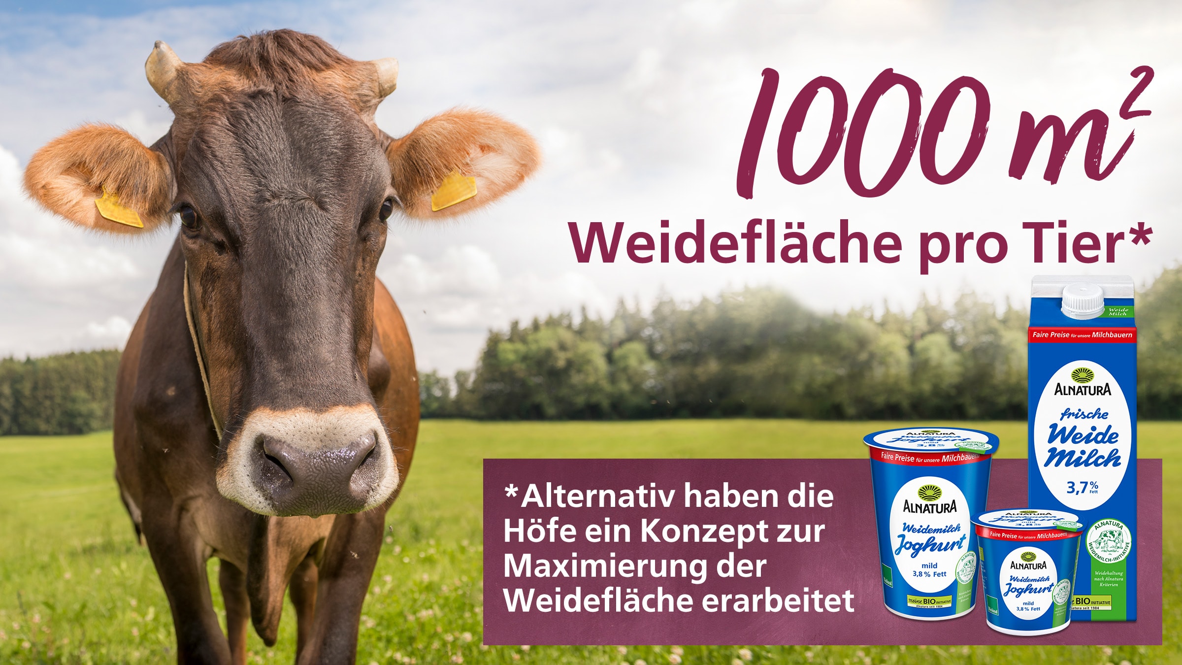 Nahaufnahme einer braunen Kuh mit gelben Ohrmarken vor einer Weidelandschaft und daneben die Textzeile '1000 m² Weidefläche pro Tier*' sowie drei Alnatura-Milchprodukte.