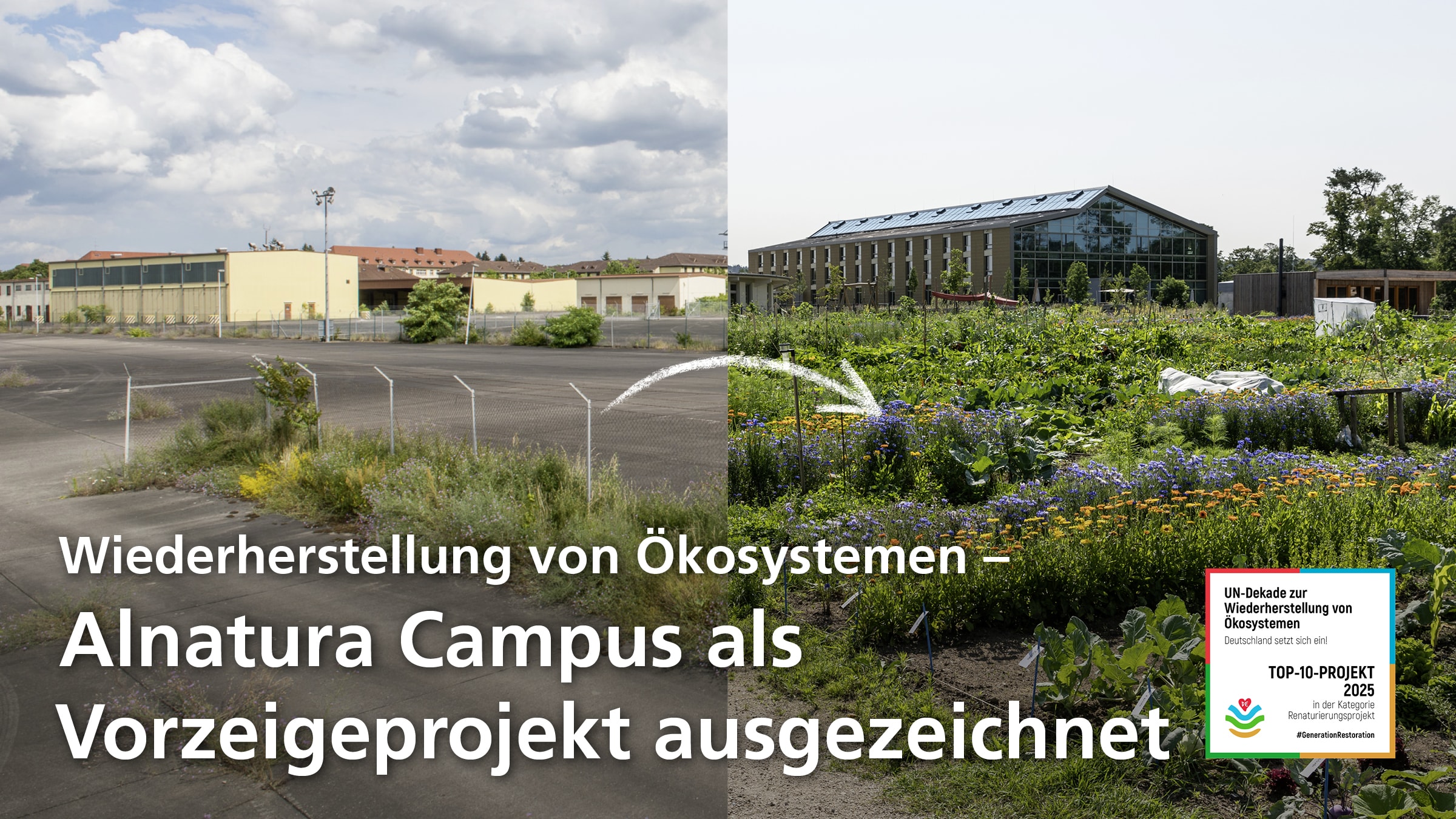 Vorher-Nachher-Bild des Alnatura Geländes: vom versiegelten Gelände zu einem renaturierten Gelände mit vielen Pflanzen. Darauf das Siegel "Top-10-Projekt 2025 in der Kategorie Renaturierungsprojekt" im Rahmen der "UN-Dekade zur Wiederherstellung von Ökosystemen". Dazu der Text: "Wiederherstellung von Ökosystemen – Alnatura Campus als Vorzeigeprojekt ausgezeichnet".