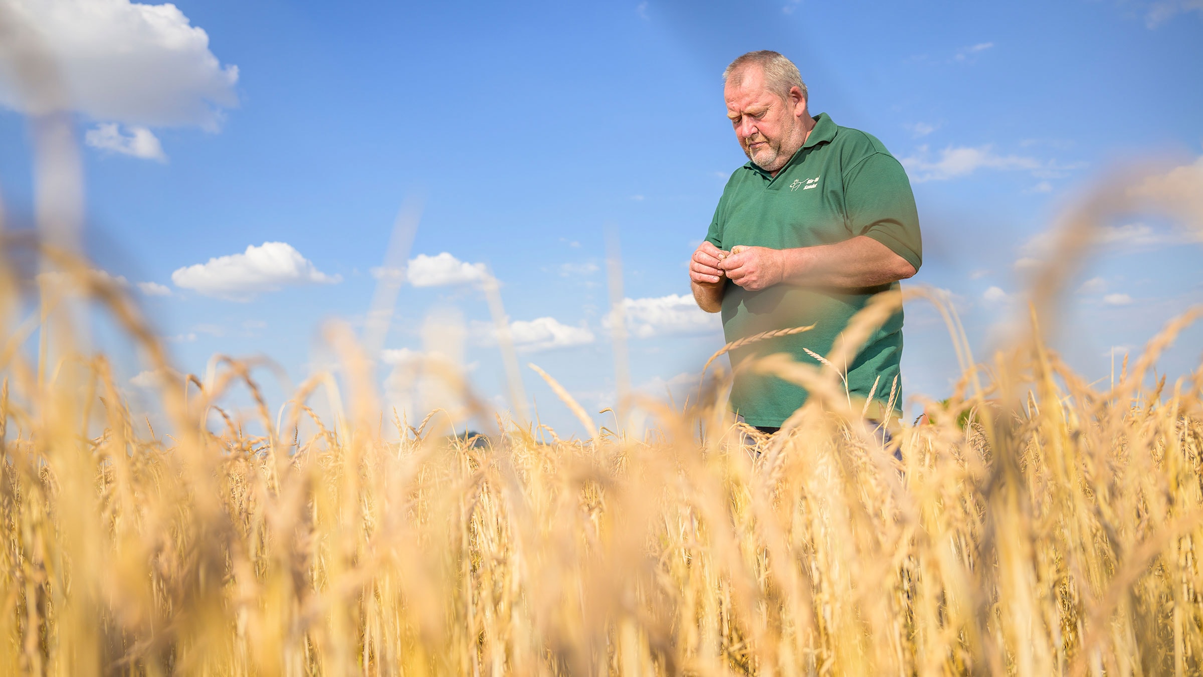 Bauer Sander prüft den Reifegrad des Dinkels im Feld.