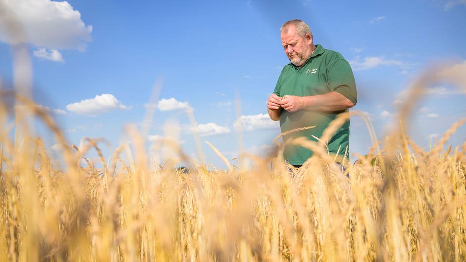 Bauer Sander prüft den Reifegrad des Dinkels im Feld.