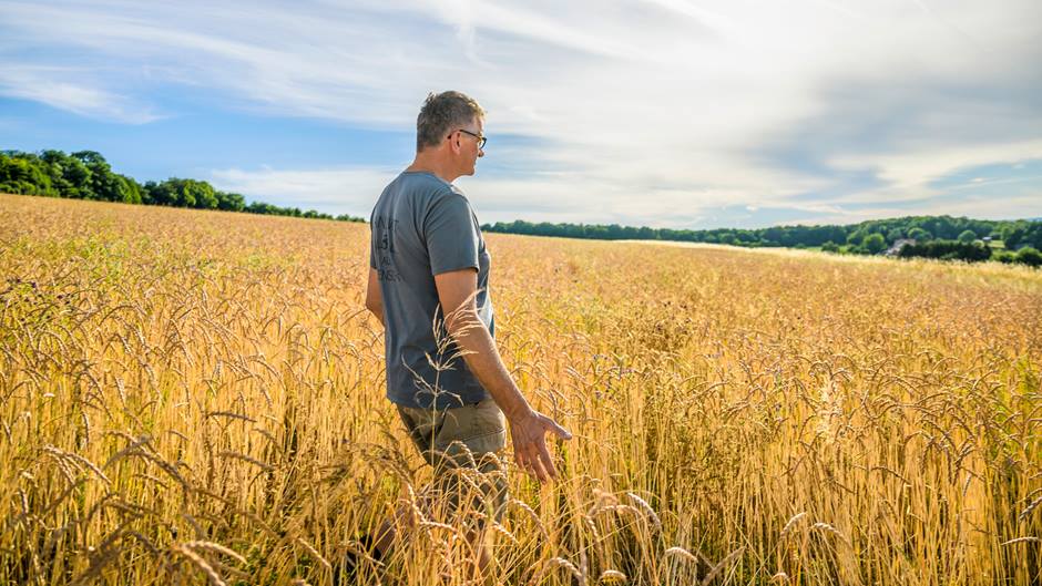 Klaus Laub begutachtet den Dinkel im Feld