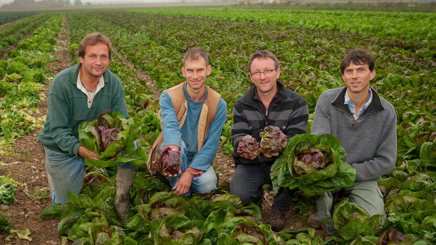 Bio-Bauern Piluweri im Salatfeld
