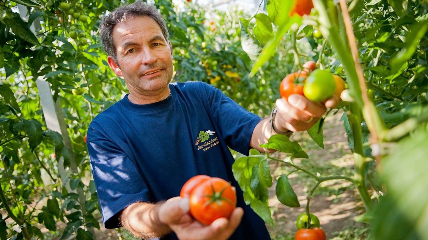 Bio-Bauer Schächtle zeigt Tomatenstöcke