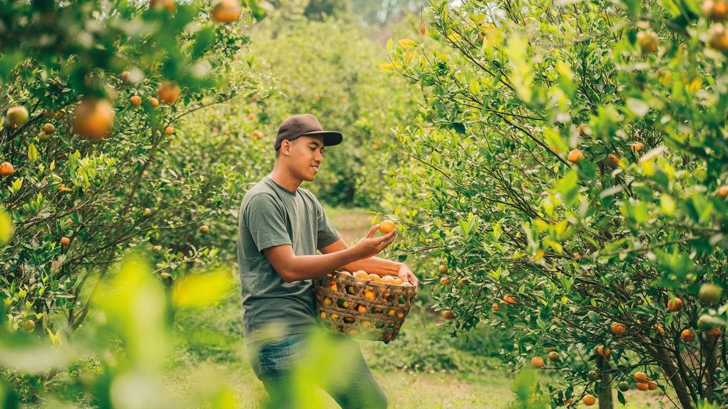 Orangenbauer bei der Arbeit im Feld