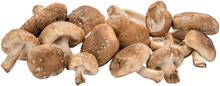 Shiitake