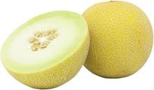 Galia Melone