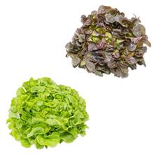 Eichblatt-Salat, rot & grün