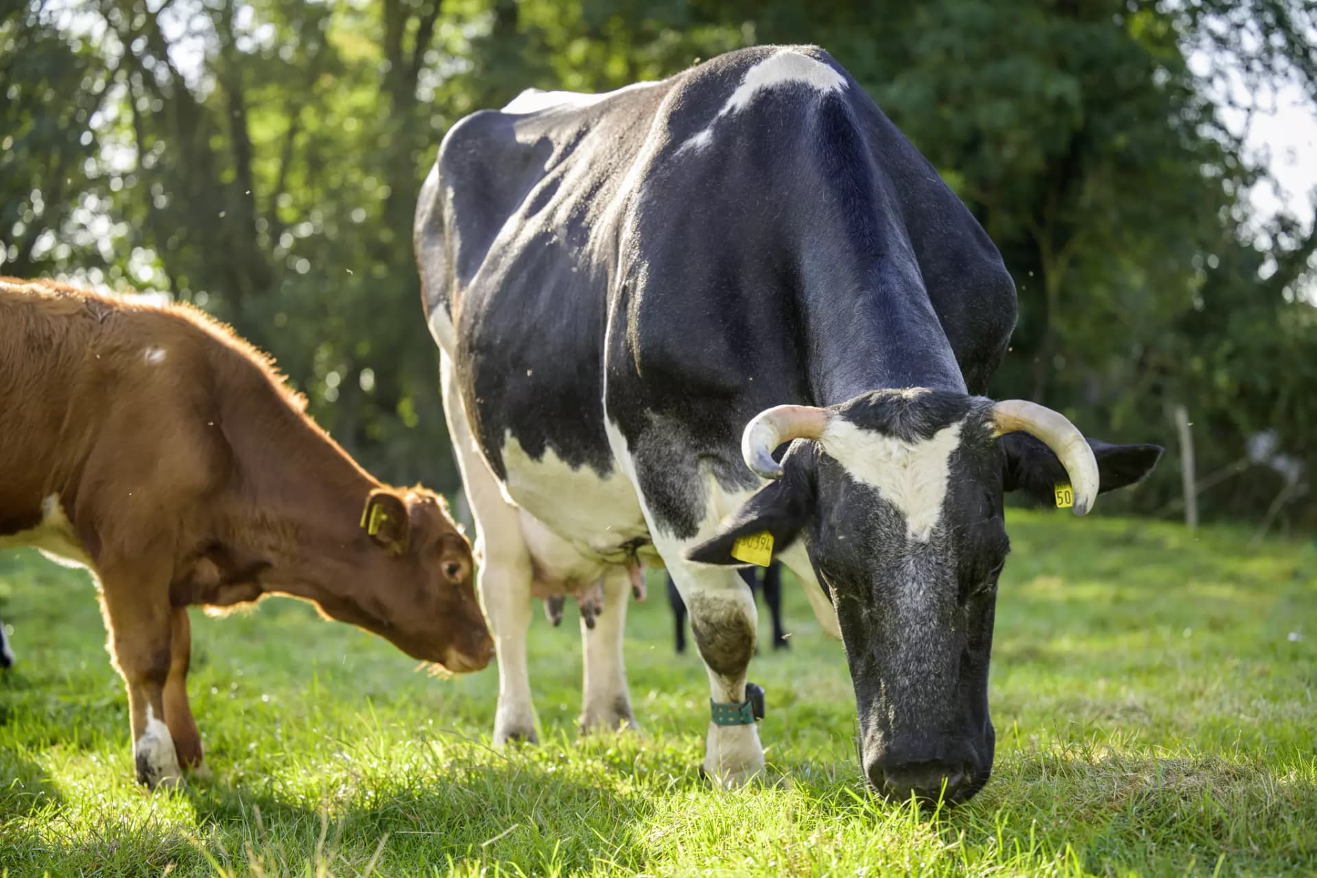 Schwarz-Weiß gefleckte Kuh mit Hörnern auf der Weide beim Gras fressen. Daneben junges, braunes Kalb.