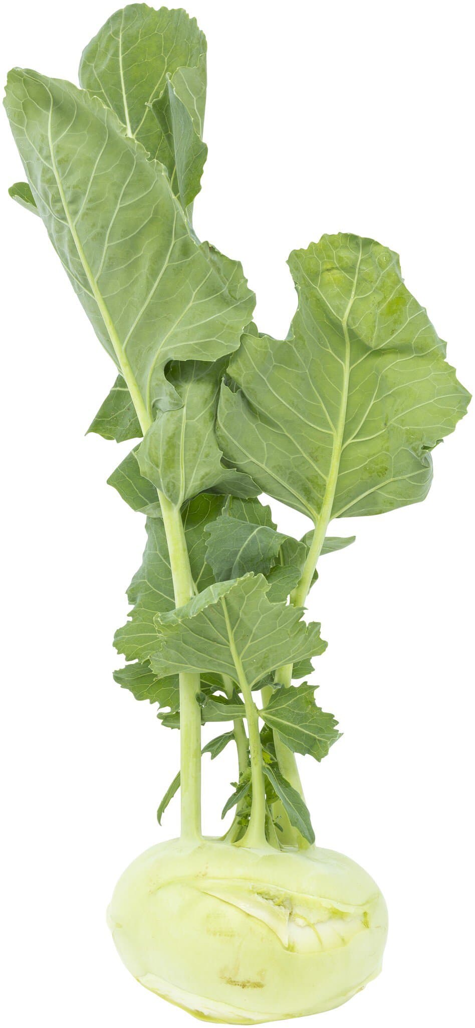 sonstige Marken Kohlrabi