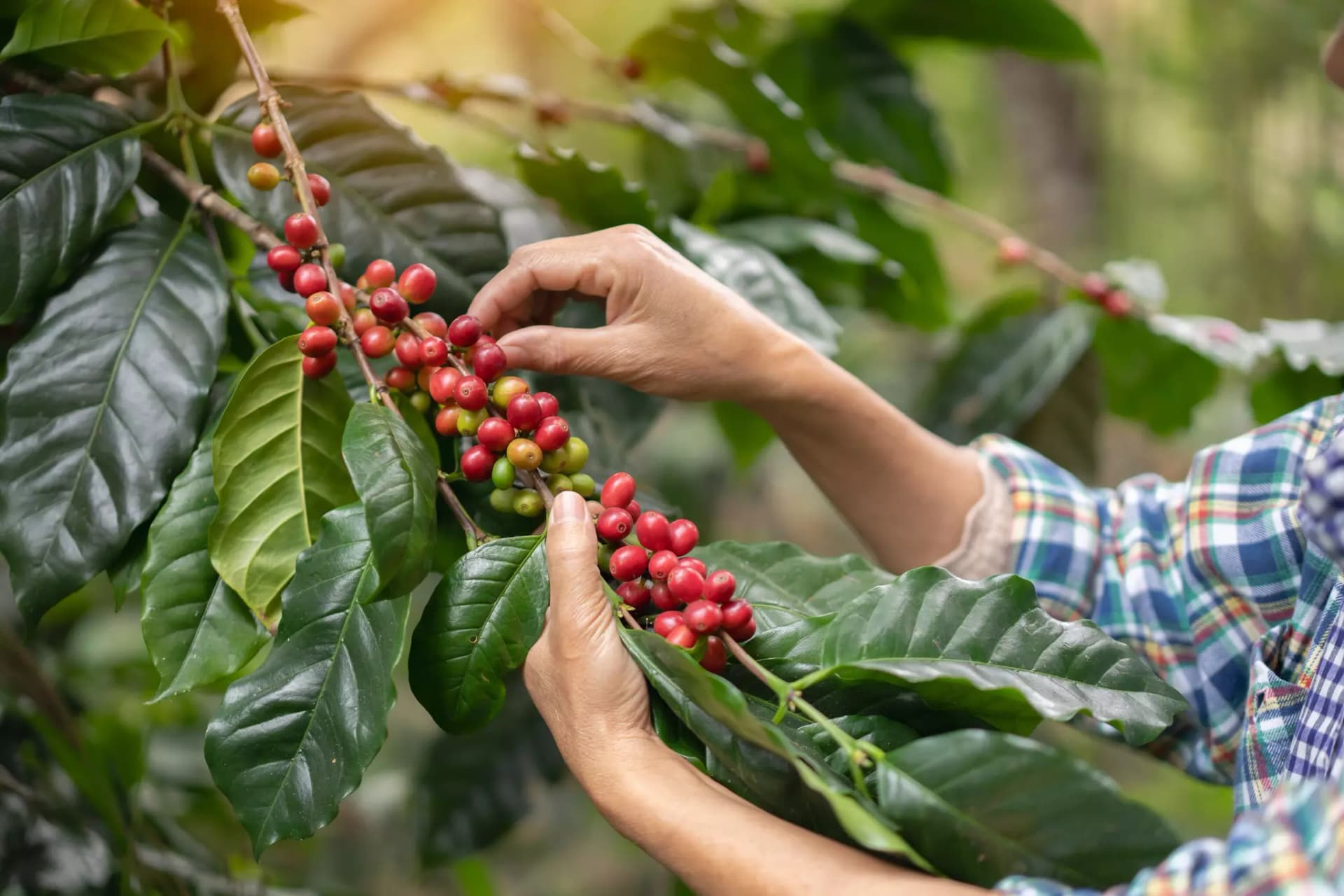 Kaffeebohnen werden vom Baum gepflückt.