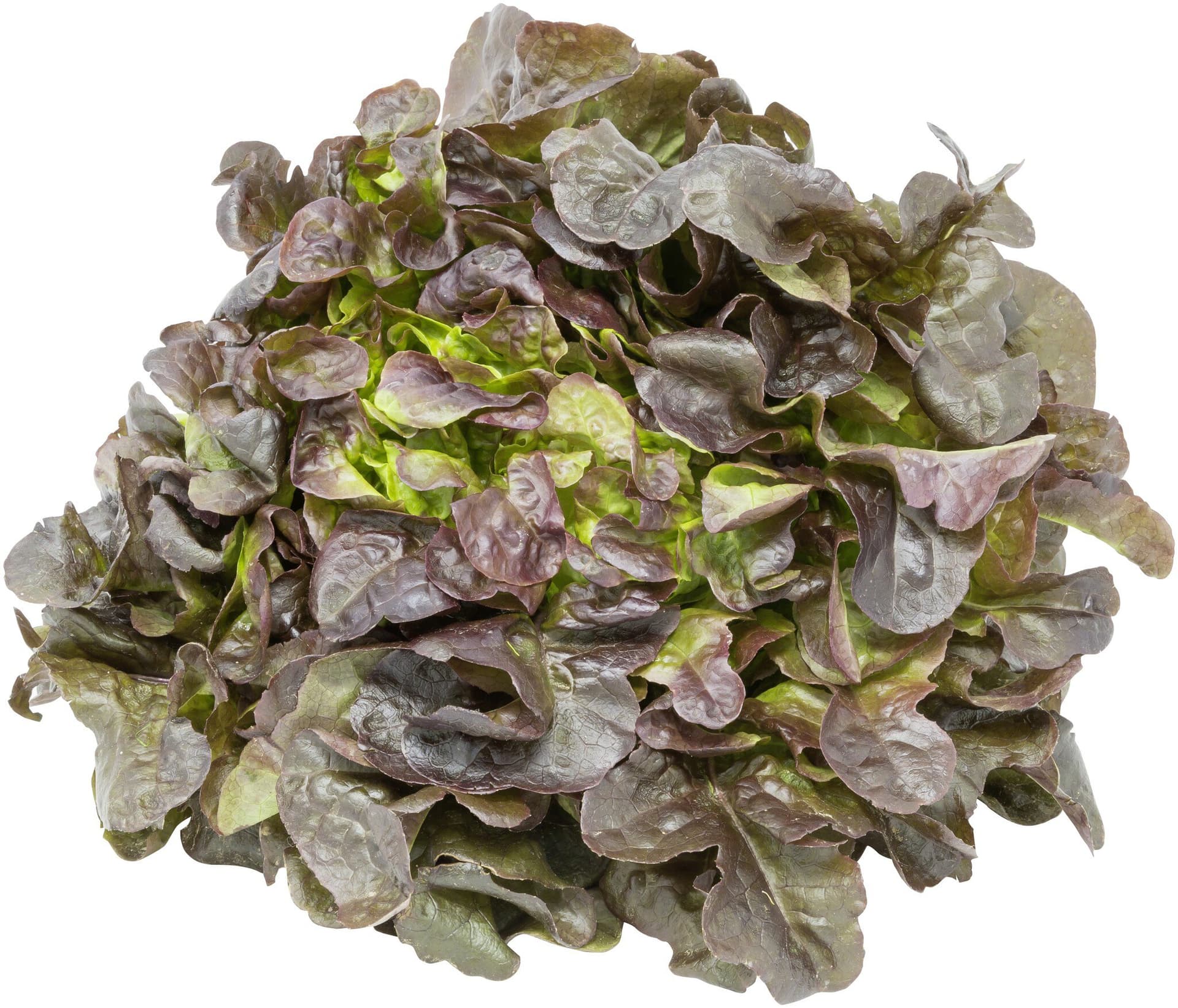 sonstige Marken Eichblattsalat Rot