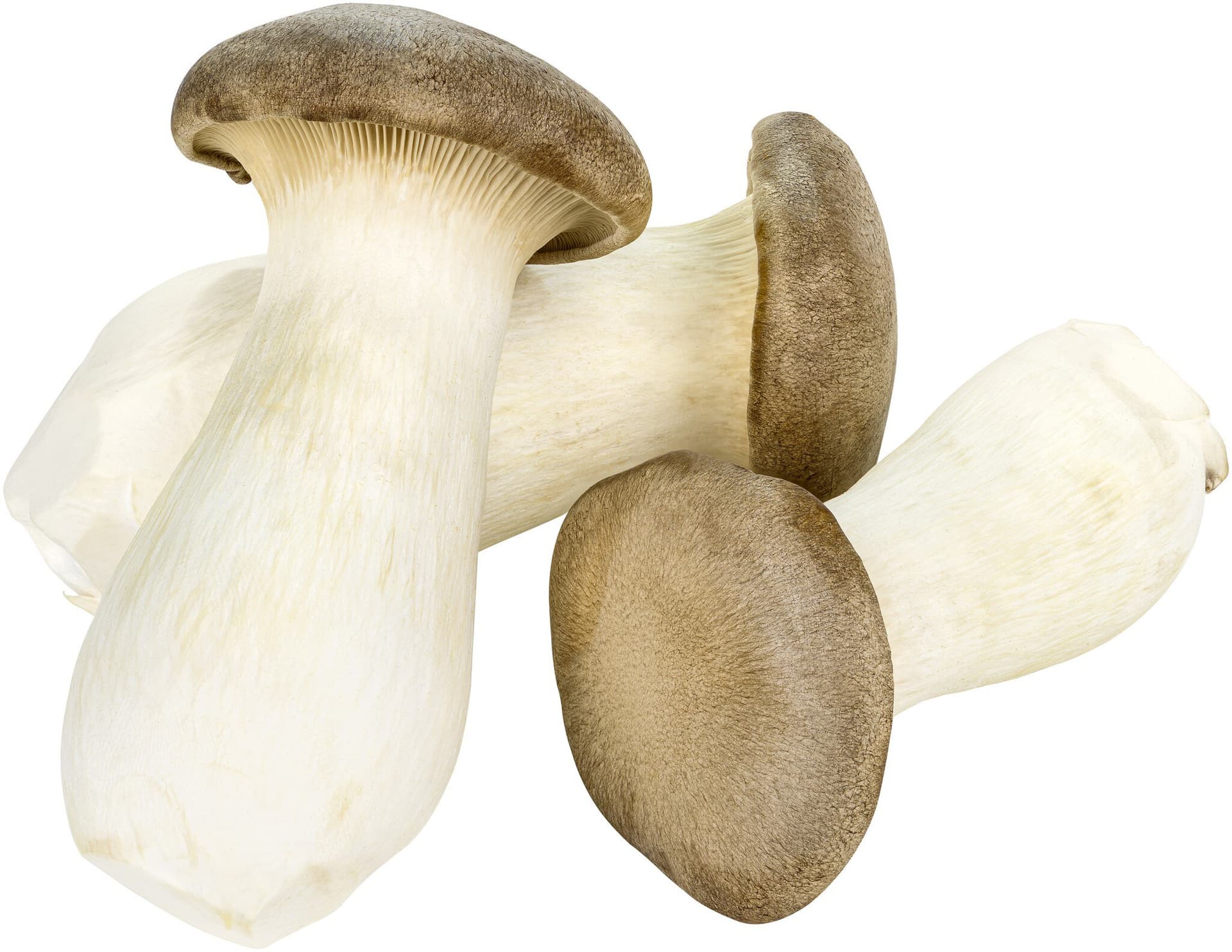 sonstige Marken Pilze Kräuterseitlinge