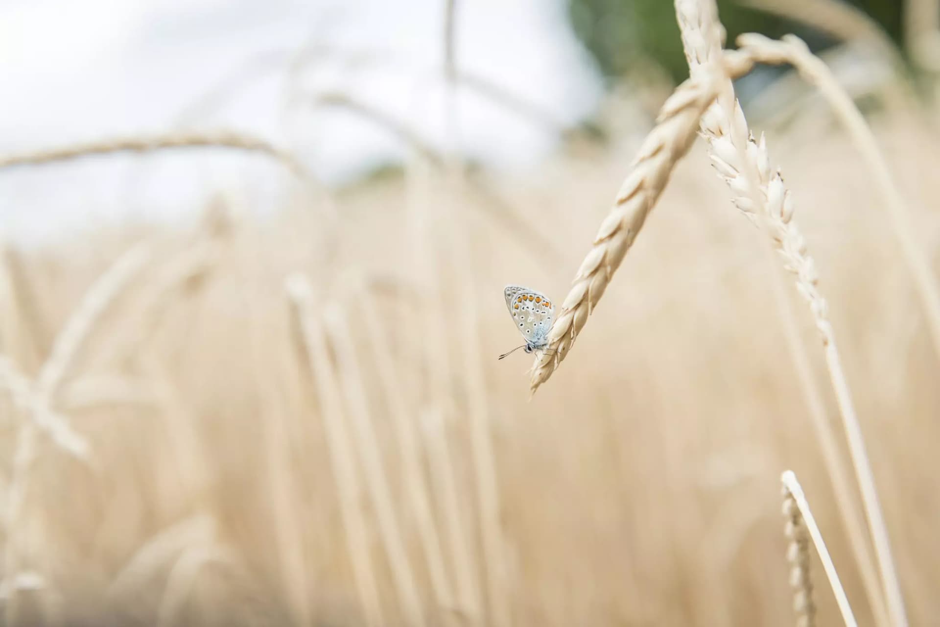 Blauer Schmetterling sitzt auf einem Ährenhalm in einem Weizenfeld.