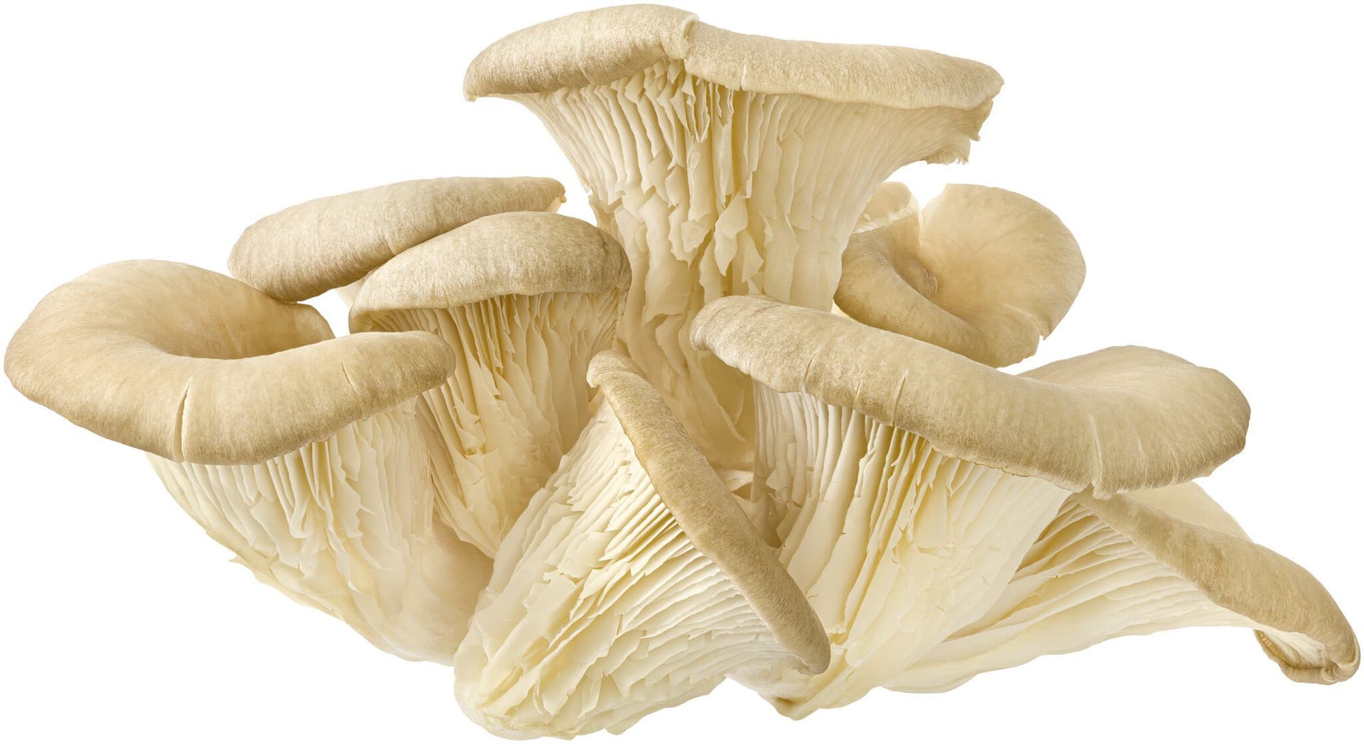 sonstige Marken Pilze Austernpilze