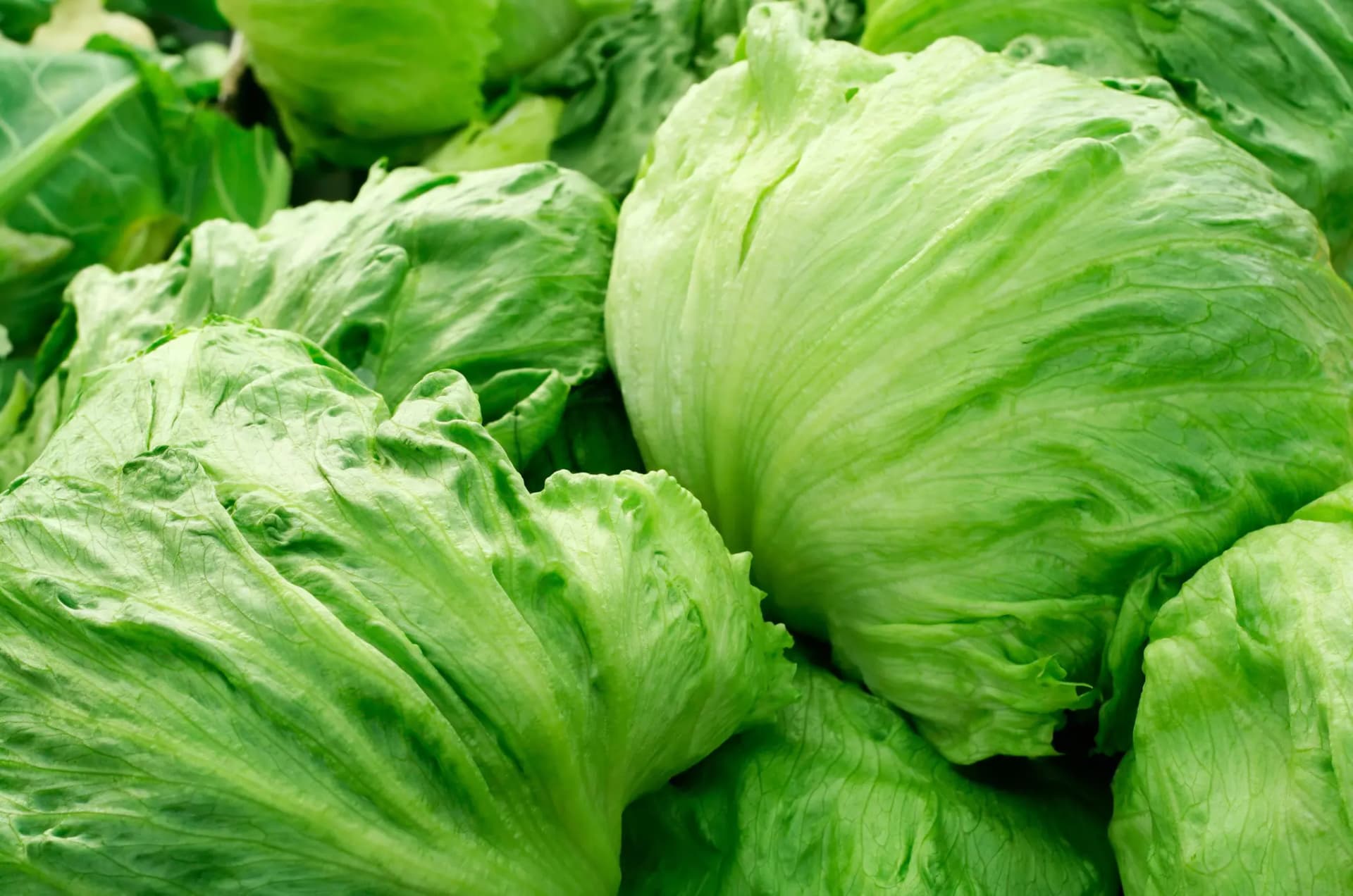 Eisbergsalat