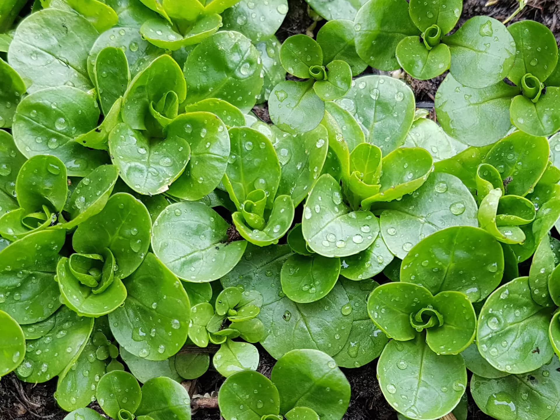 Feldsalat